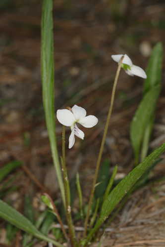 Viola lanceolata #6